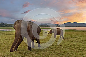 Elephants in Minneriya, Sri Lanka. photo