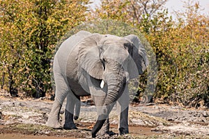 Elephants in moremi Game Reserve in Botswana in the okavango Delta