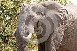 Elephants in moremi Game Reserve in Botswana in the okavango Delta