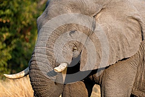 Elephants in moremi Game Reserve in Botswana in the okavango Delta