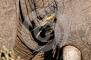 Elephants in moremi Game Reserve in Botswana in the okavango Delta