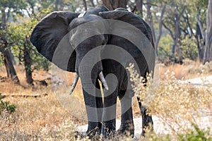 Elephants in moremi Game Reserve in Botswana in the okavango Delta