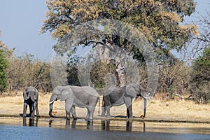 Elephants in moremi Game Reserve in Botswana in the okavango Delta