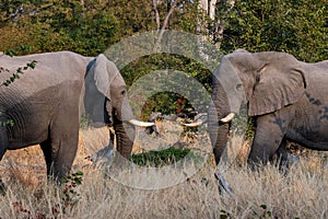 Elephants in moremi Game Reserve in Botswana in the okavango Delta