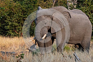 Elephants in moremi Game Reserve in Botswana in the okavango Delta