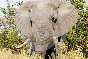 Elephants in moremi Game Reserve in Botswana in the okavango Delta