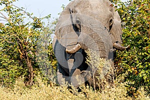 Elephants in moremi Game Reserve in Botswana in the okavango Delta