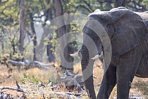 Elephants in moremi Game Reserve in Botswana in the okavango Delta