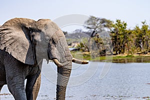 Elephants in moremi Game Reserve in Botswana in the okavango Delta