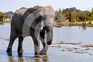 Elephants in moremi Game Reserve in Botswana in the okavango Delta