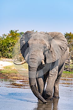 Elephants in moremi Game Reserve in Botswana in the okavango Delta