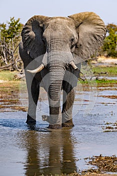 Elephants in moremi Game Reserve in Botswana in the okavango Delta