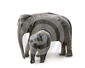 Elefanti madre un un bambino giardino zoologico 