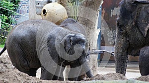 Elephants - Mother and Two baby elephants