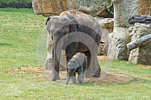 Elephants mother wtih calf