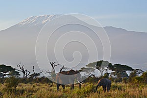 Elephants and Mount Kilimanjaro