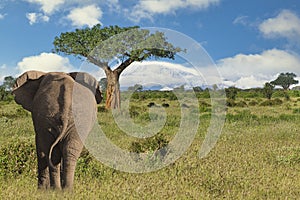 Elephants and Mount Kilimanjaro in Amboseli National Park