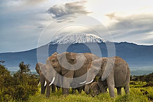 Elephants and Mount Kilimanjaro in Amboseli National Park