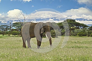 Elephants and Mount Kilimanjaro in Amboseli National Park