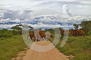 Elephants and Mount Kilimanjaro in Amboseli National Park