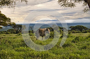 Elephants and Mount Kilimanjaro in Amboseli National Park