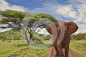 Elephants and Mount Kilimanjaro in Amboseli National Park