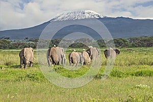 Elephants and Mount Kilimanjaro in Amboseli National Park