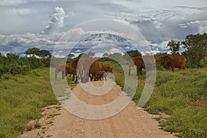 Elephants and Mount Kilimanjaro in Amboseli National Park