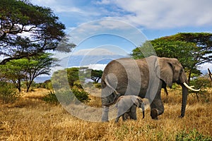 Elephants and Mount Kilimanjaro in Amboseli National Park