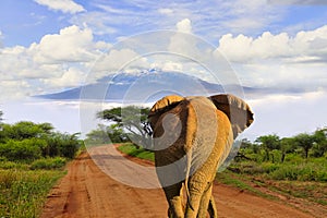 Elephants and Mount Kilimanjaro in Amboseli National Parkonal Park