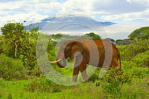 Elephants and Mount Kilimanjaro in Amboseli National Parkonal Park