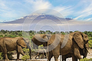 Elephants and Mount Kilimanjaro in Amboseli National Parkonal Park