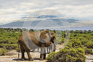 Elephants and Mount Kilimanjaro in Amboseli National Parkonal Park