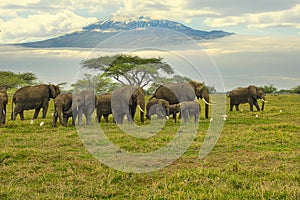 Elephants and Mount Kilimanjaro in Amboseli National Parkonal Park