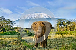 Elephants and Mount Kilimanjaro in Amboseli National Parkonal Park