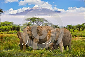 Elephants and Mount Kilimanjaro in Amboseli National Parkonal Park