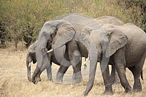 Elephants on the move