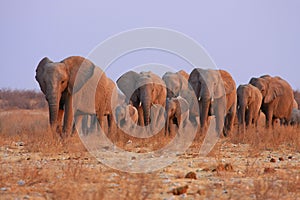Elephants in Namibia