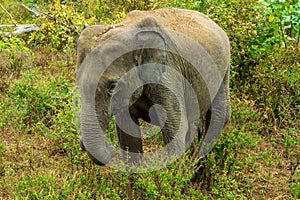 Elephants in the National Park