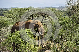 Elephants in the National Park Tsavo East, Tsavo West and Amboseli