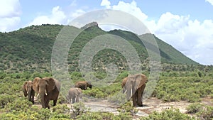 Elephants in the National Park Tsavo East, Tsavo West and Amboseli
