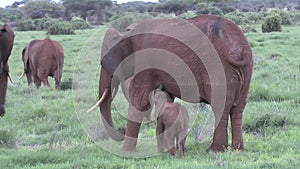 Elephants in the National Park Tsavo East, Tsavo West and Amboseli