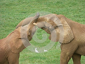 ELEPHANTS IN NATURAL PARK OF CABARCENO photo