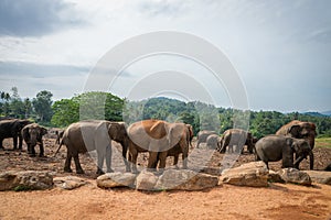 The Elephants in the Nature not far from Kandy.