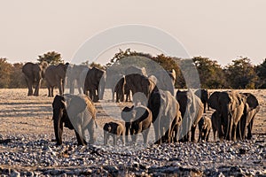Elephants near a water hole