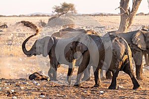 Elephants near a water hole