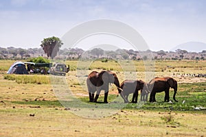 Elephants next to camping family, Kenya, Africa