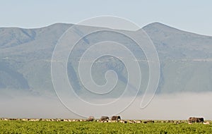 Elephants in Ngorongoro crater