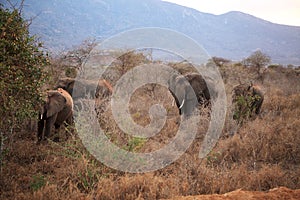 Elephants in Ngulia Rhino sanctuary