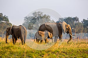 Elephants in NP Lower Zambezi and Mana Pools in Zambia and Zimbabwe